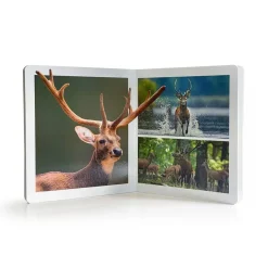 Animales del bosque< Online