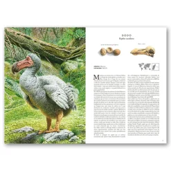 Atlas de animales extintos en nuestra época< Sale