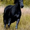 Black Beauty (Level 2) MP3. Penguin< Discount