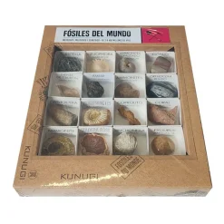 Caja de fósiles del mundo<Kunugi New