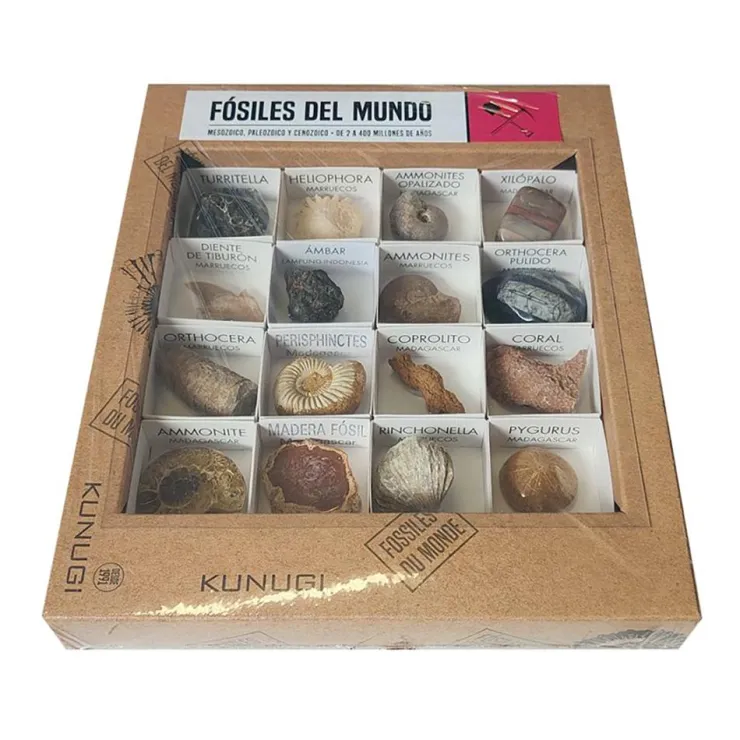 Caja de fósiles del mundo<Kunugi New