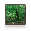 El bosque< Discount