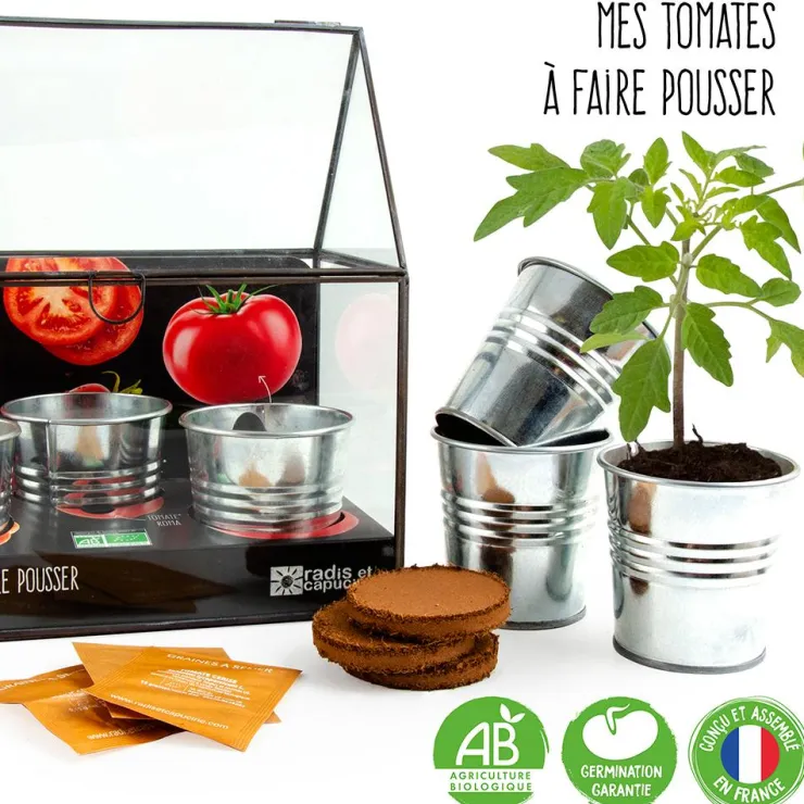 Kit de cultivo invernadero cristal tomates bio con 3 macetas metal<Radis et capucine