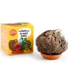 Kit de cultivo planta Rosa de Jericó 11 cm.<Radis et capucine Online