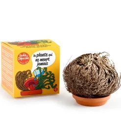 Kit de cultivo planta Rosa de Jericó 11 cm.<Radis et capucine Online