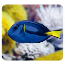 Linterna y proyector animales marinos<Moses Sale