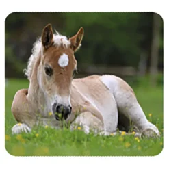 Linterna y proyector bebés animales<Moses Best