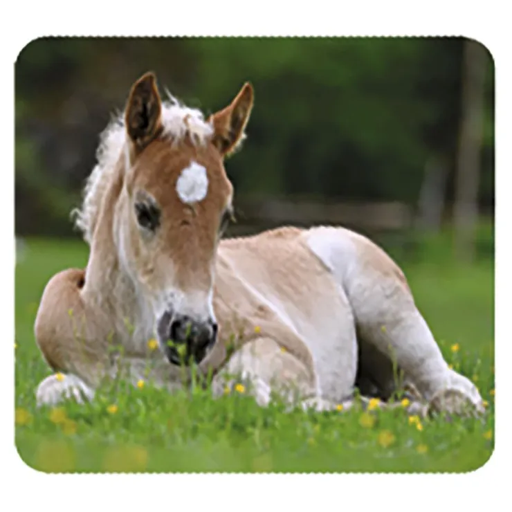 Linterna y proyector bebés animales<Moses Best
